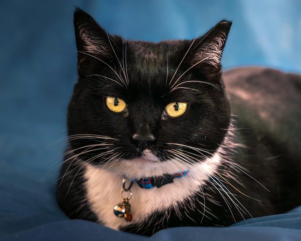 Efectos Prolongados de la Dieta Cetogénica en tu Metabolismo: Claves Esenciales para Conocer